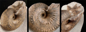 An ammonite