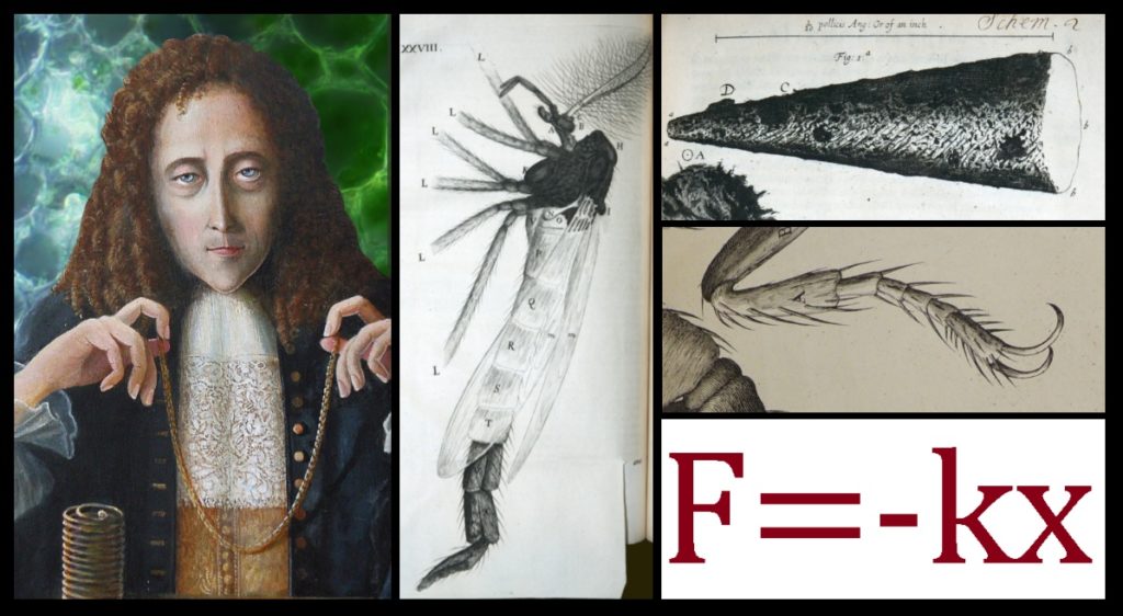 No portrait of Robert Hooke still exists. The artist Rita Greer read descriptions of him written by people who knew him, and made the painting at left of what she imagined him to look like, based on those descriptions.  Also shown here are some of Hooke’s drawings of insects and a needle point viewed through a microscope, and “Hooke’s Law” in equation form.  