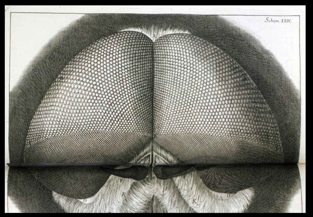 The eyes of a fly as shown in Micrographia.