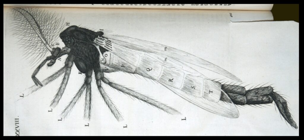 Micrographia’s illustration of an insect.