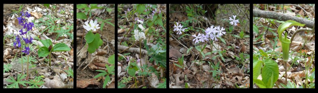 Wildflowers on Jeptha Knob (from left to right): Larkspur and trillium, anemone, Dutchman’s breeches, phlox, and Jack-in-the-pulpit