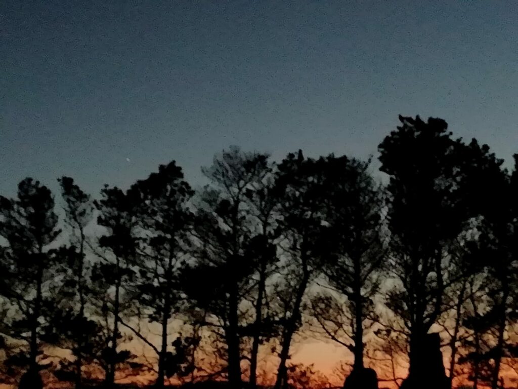 Jupiter just above the trees, Saturn a bit higher and fainter to its left. 17:16 South West. The Grand 2020 conjunction on its way. Killadoon Mayo.