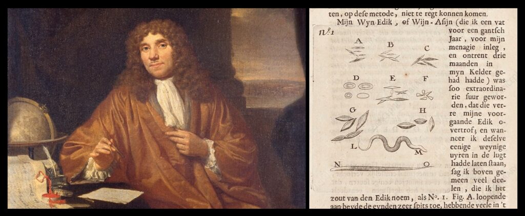 At left is a portraint of Leeuwenhoek; at right are some of his drawings, including worms.