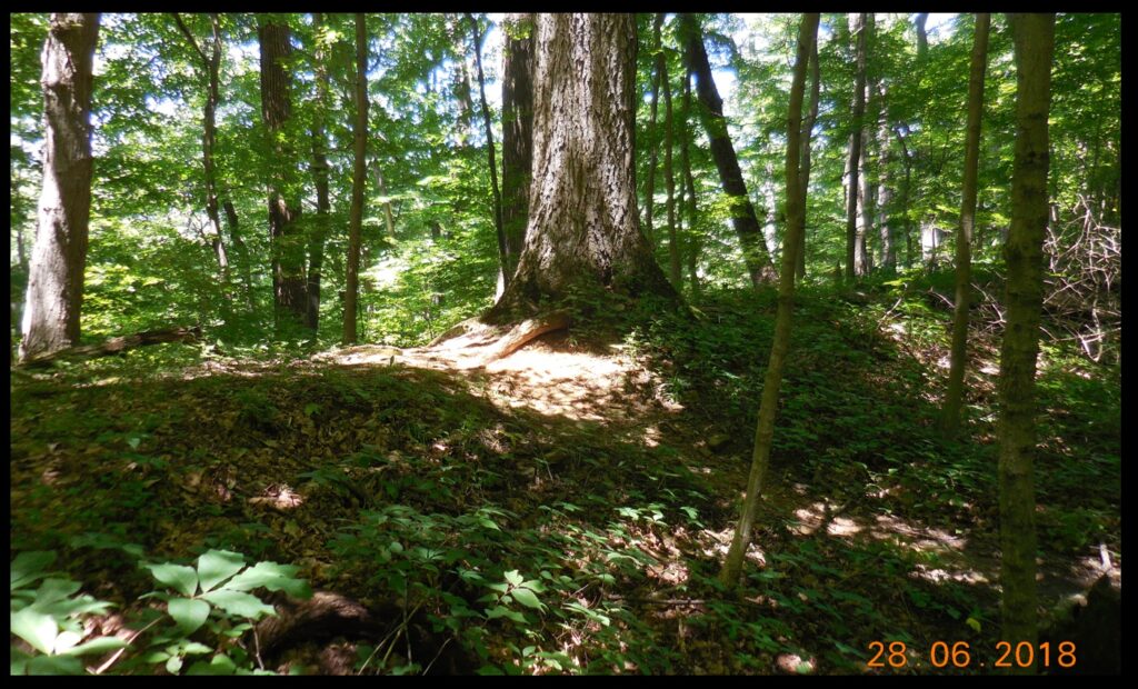 A large tree (but not 20+ feet in circumference) growing atop the wall at Fort Hill. This photo was taken at approximately the location indicated by the orange dot seen in the Squier and Davis figure above.