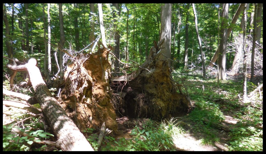 The forest at Fort Hill is still relatively undisturbed, and still boasts plenty of “crumbling trunks” of large old fallen trees. This photo was taken at approximately the location indicated by the green dot seen in the Squier and Davis figure above.