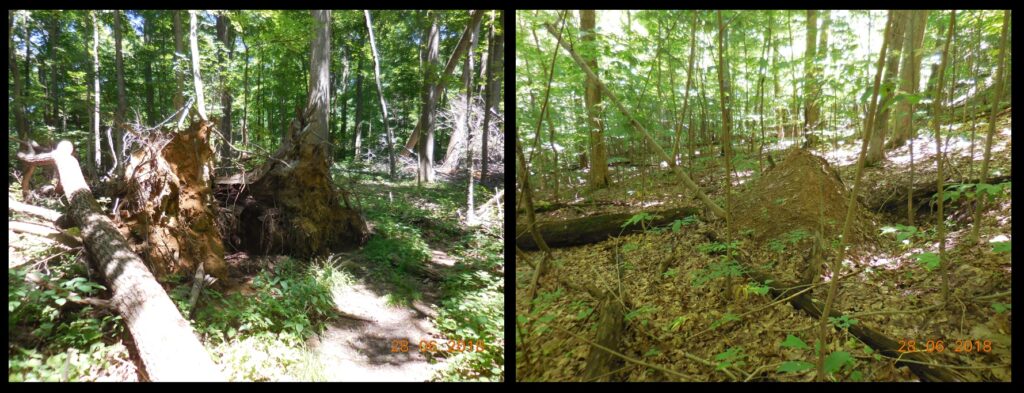 Fallen trees in the forest on the ‘Fort Hill’ construction in Ohio, and the earth they pulled up in falling.