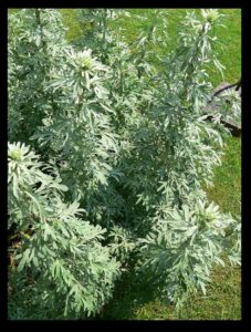 Artemisia absinthium (wormwood)