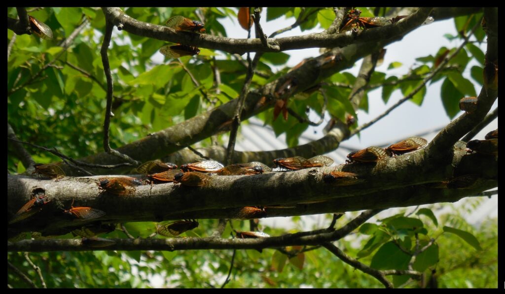 This photograph and the next two are of cicadas in one of the trees at the Benjamin Banneker Historical Park and Museum.